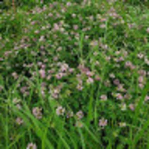 Meet your Posher, Faith